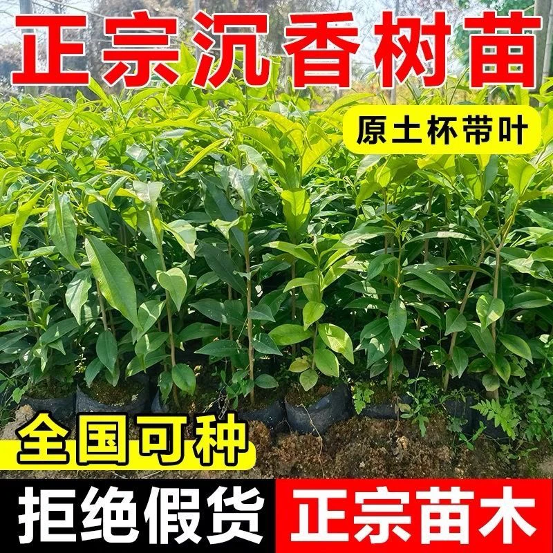 越南正宗奇楠沉香珍希树苗檀香真品南北方园林庭院盆栽地栽种正宗