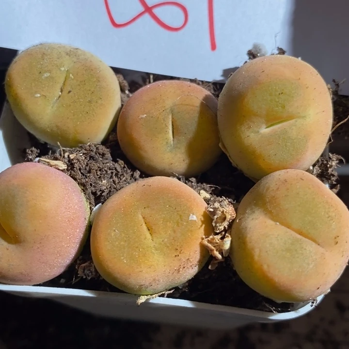 小*桑8119一组一组一组