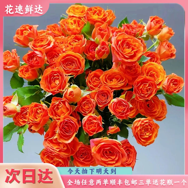 次日达【橙色芭比5枝】鲜花批发直播任意两单顺丰包邮鲜花次日达