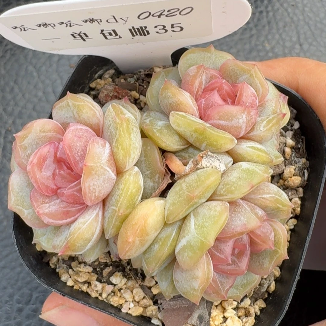 0420-035-彩色恋人