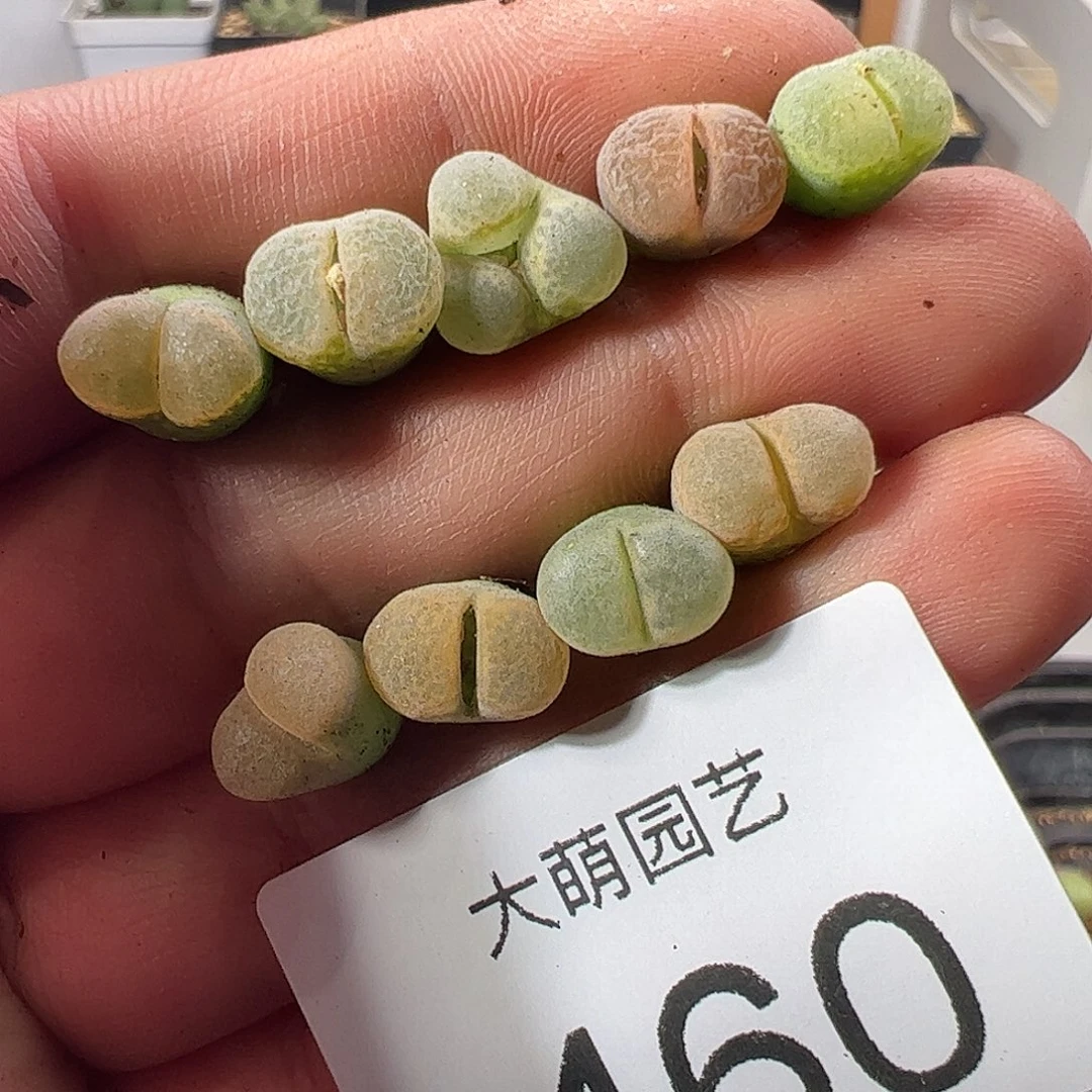 一物一拍。        460
