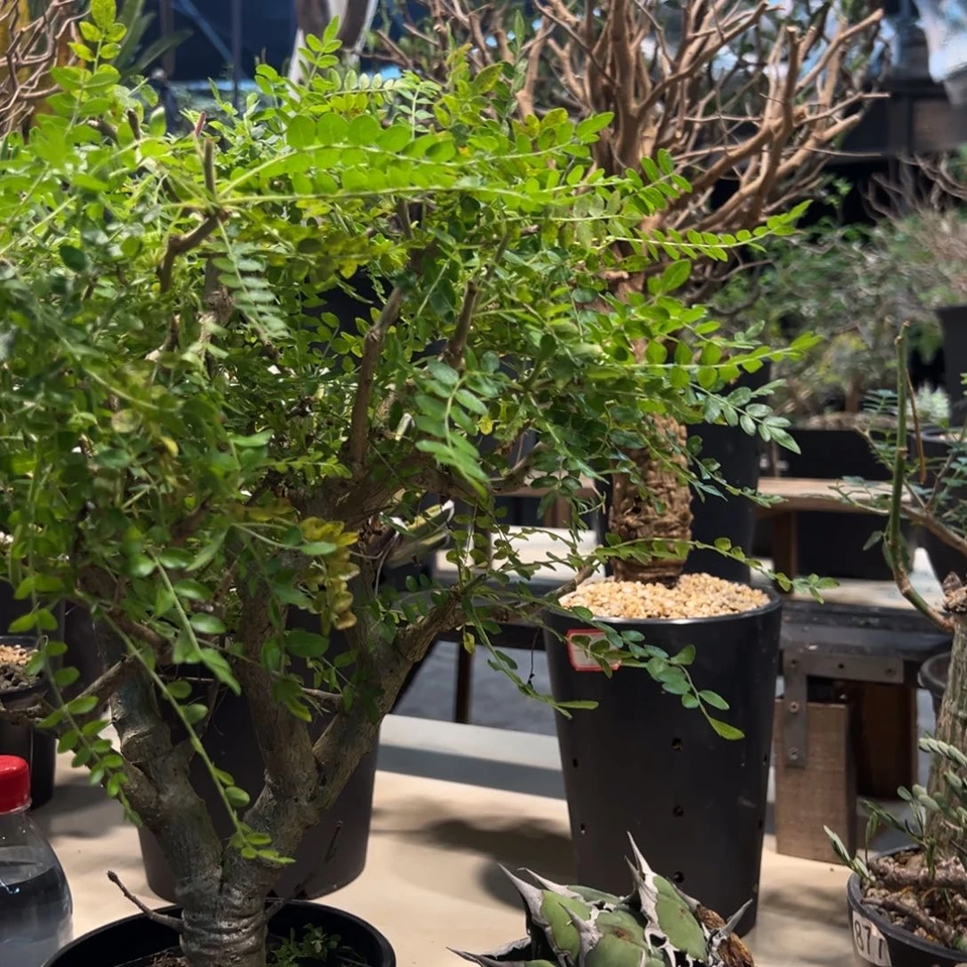 I***y118尼乐达乳香橄榄带盆发货