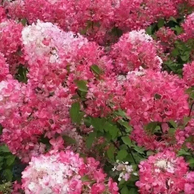 圆锥绣球木本耐寒耐热香草草莓石灰灯棒棒糖阳台绿植庭院地载