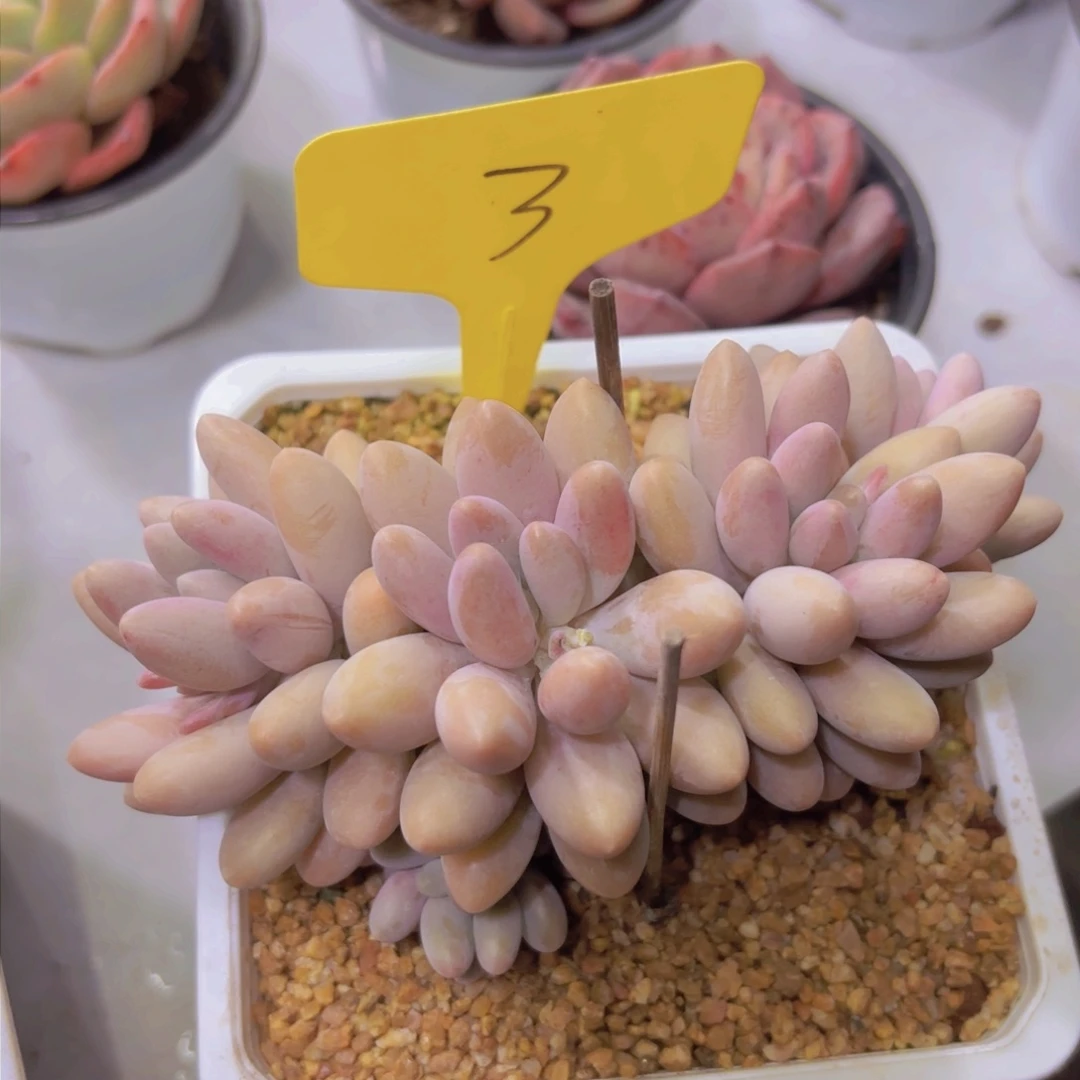 崔****装我的小可爱们都好可爱啊