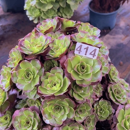 。***，多肉植物一个美金