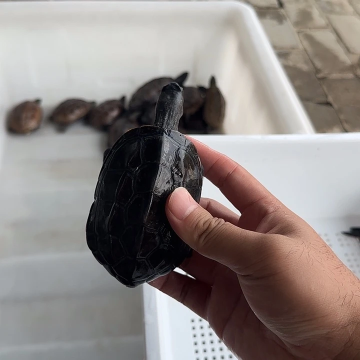 公宠物龟外塘冷水湖北草