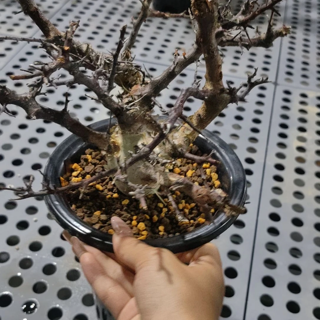 图坎橄榄哈哈哈哈