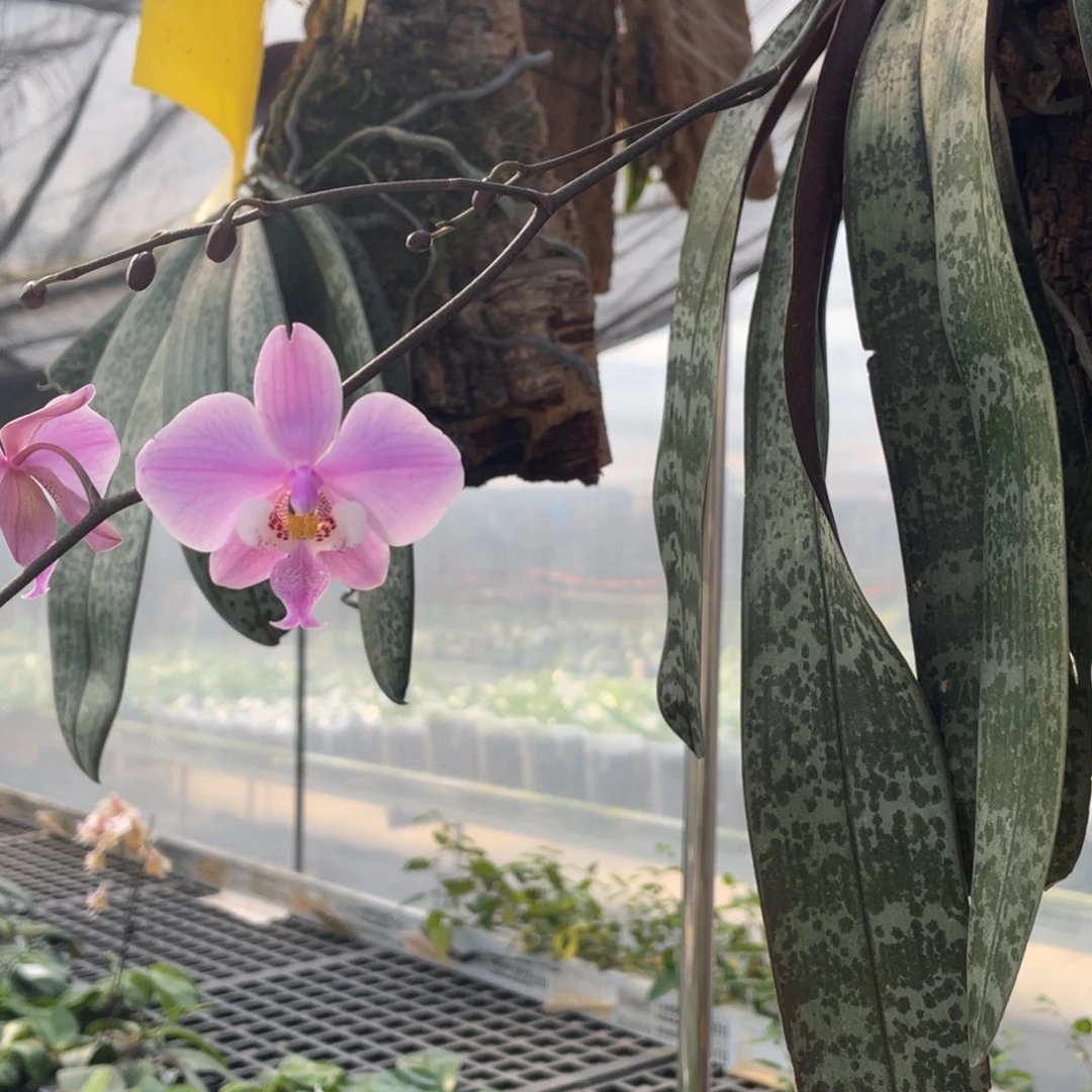 全部花苞2颗山採tkb脉纹西