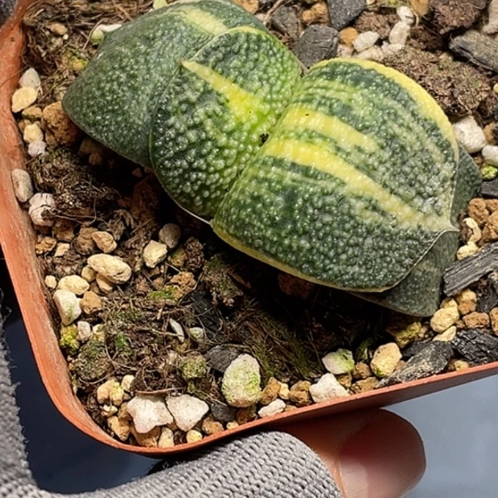 珍珠卧牛锦一物一拍1号
