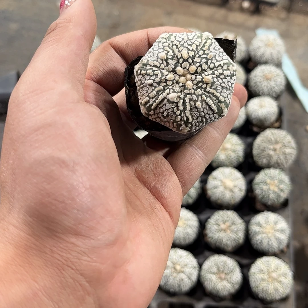 h*a10555一物一拍单头发货