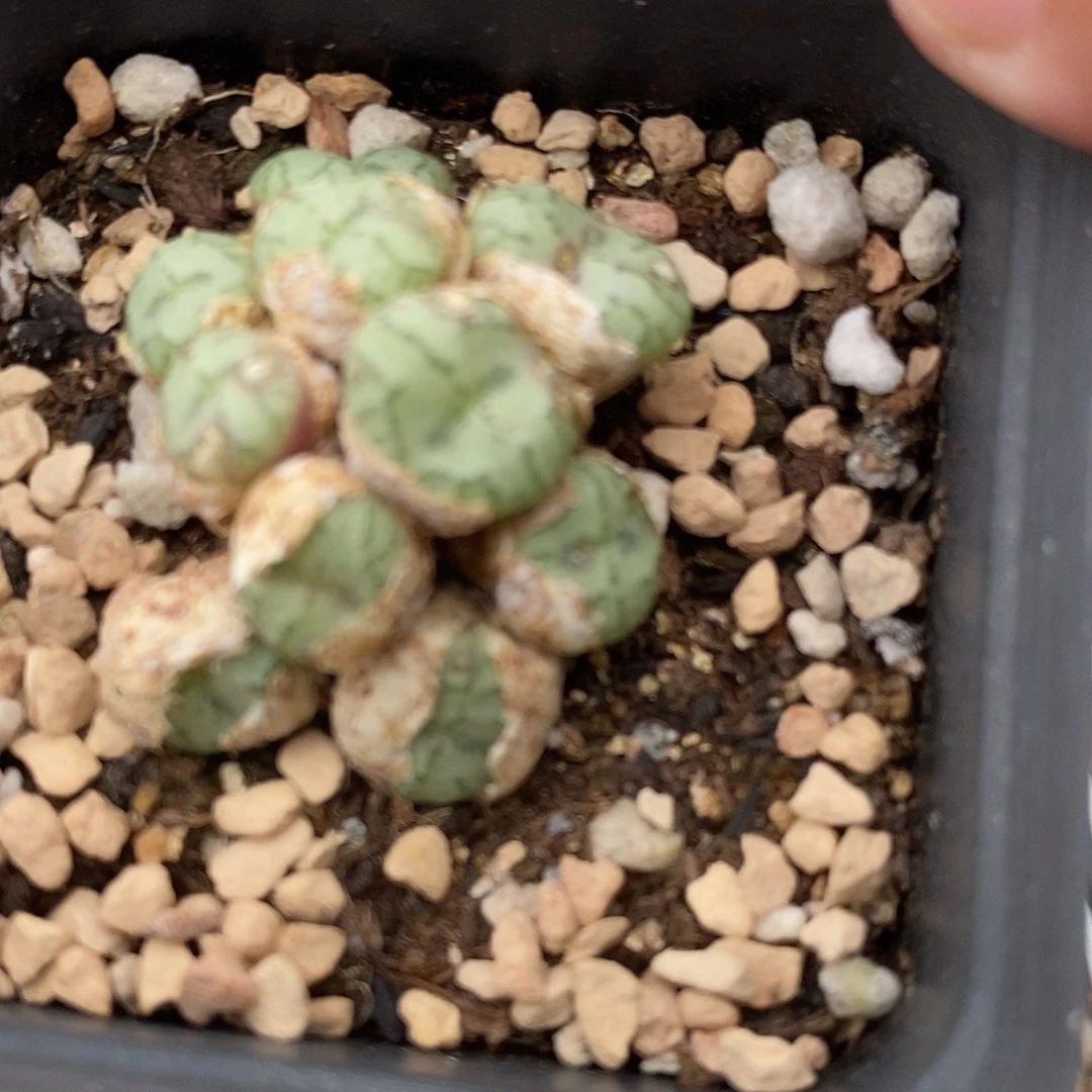 851肉锥杂交一群。