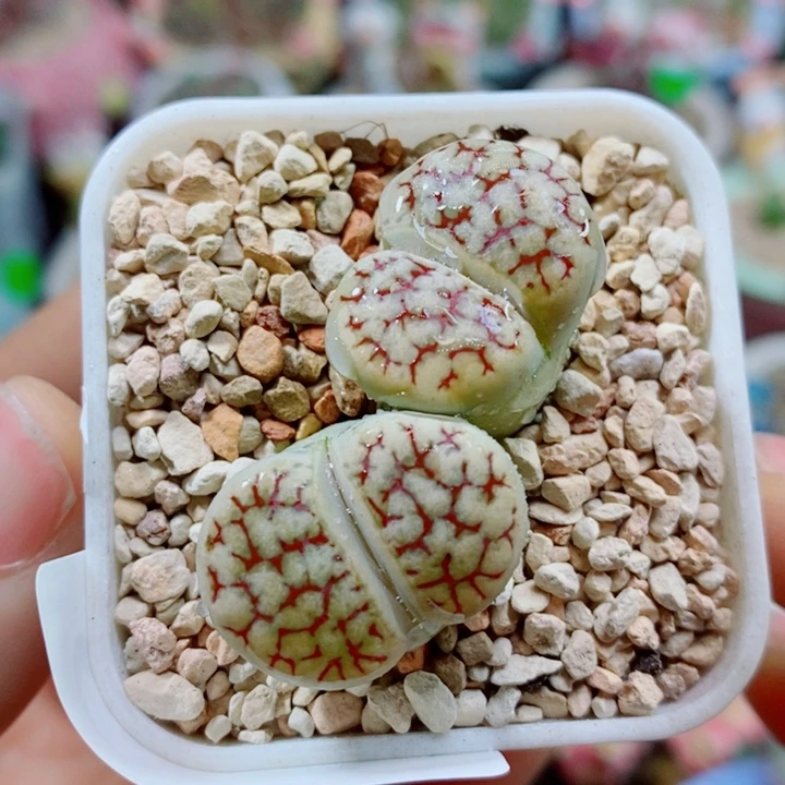 生石花花花花花花花422