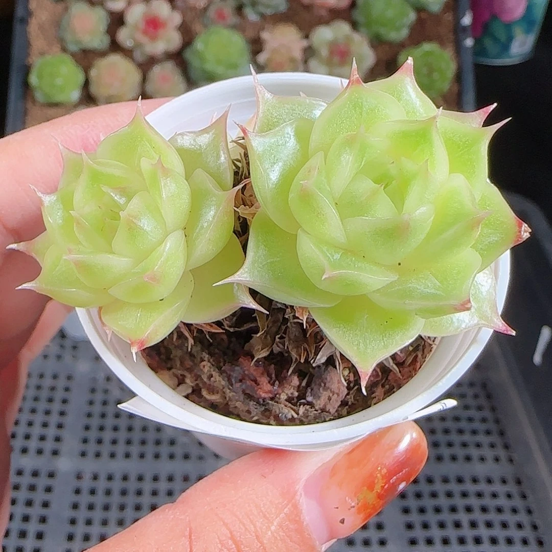 1027--302麦秆优选不包整
