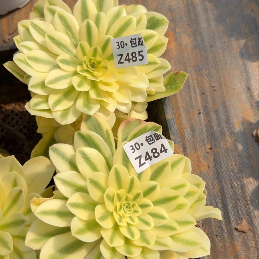 努****钱2颗雪莲多肉法师