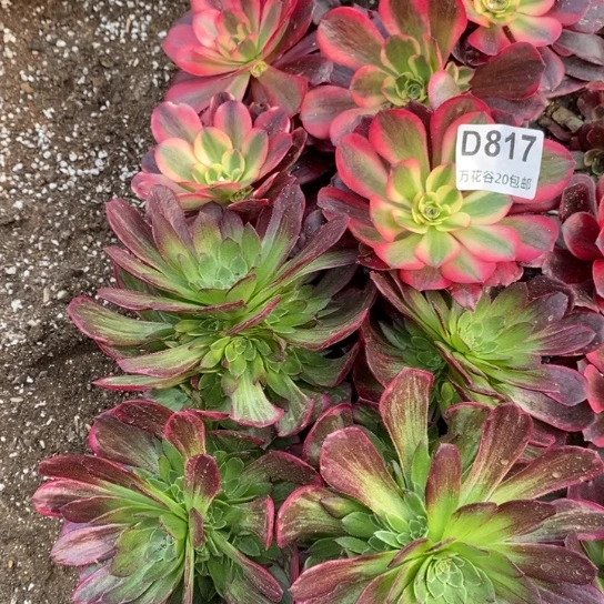 文**妈817苗21棵多肉植物