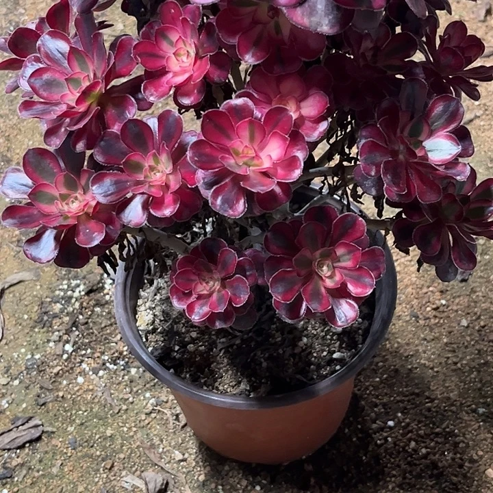 多肉植物香奈儿锦…………