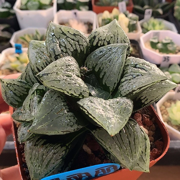 双头马丽丽一物一拍