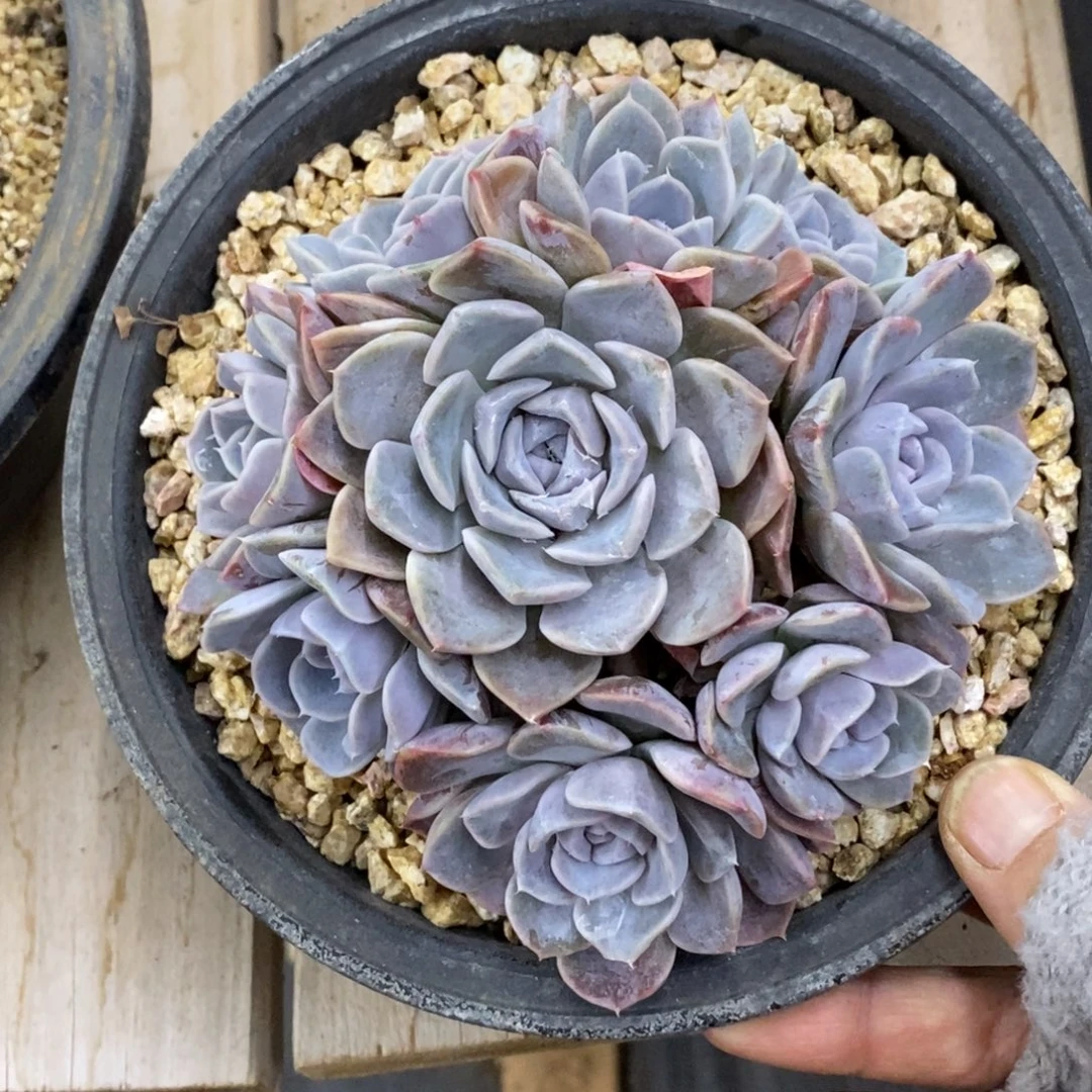 精品多肉一物一怕不包整494