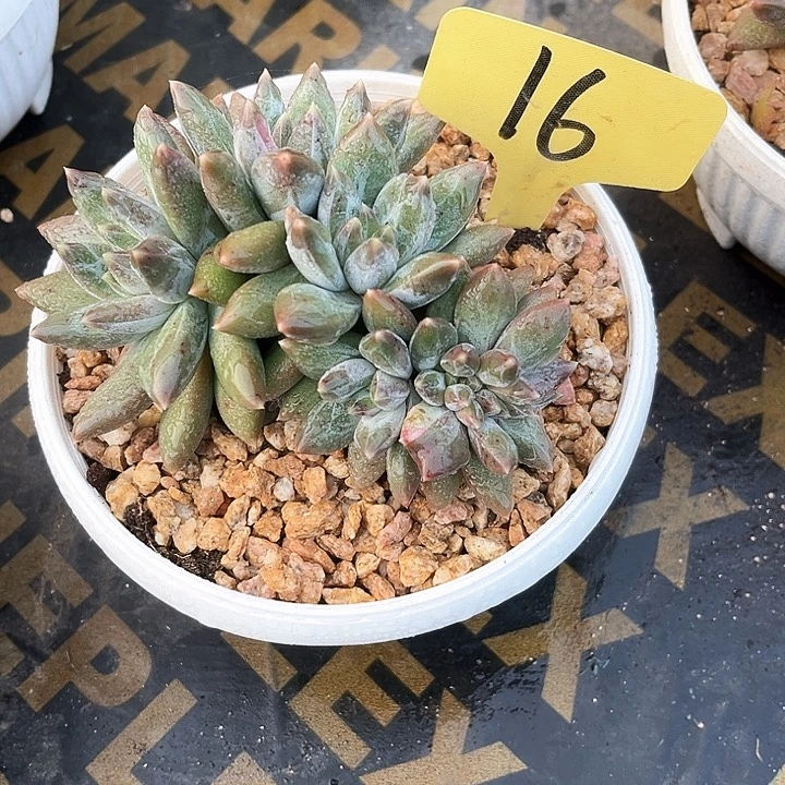 重楼朵朵忿16号码牌子的话题