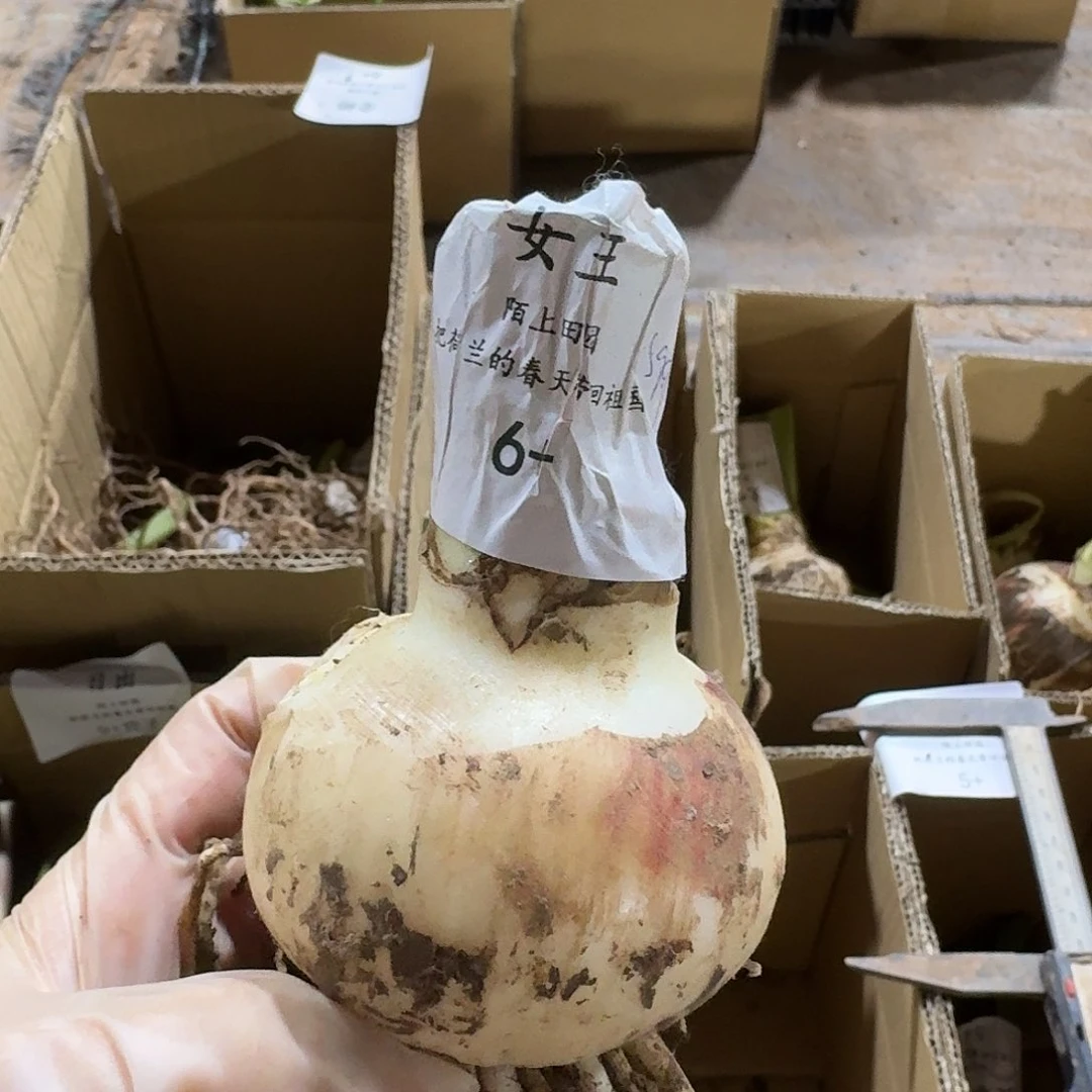 女王朱顶红6+闪购