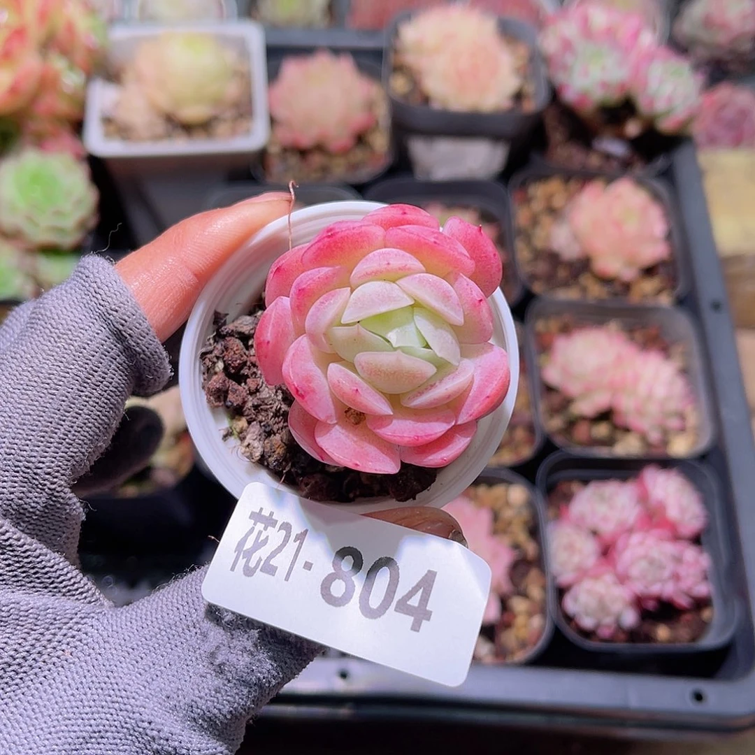 花21-804贝瑞单头