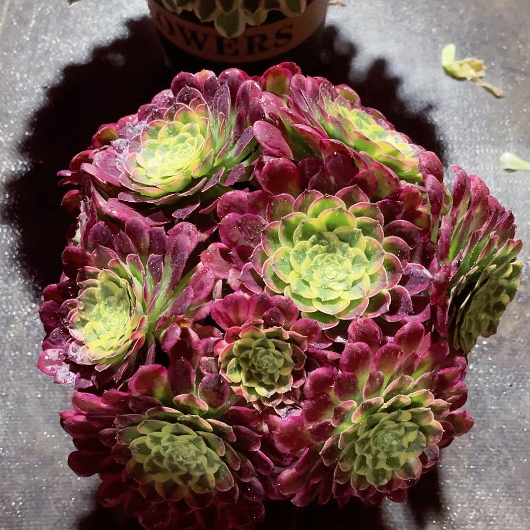 朝霞锦法师多肉植物