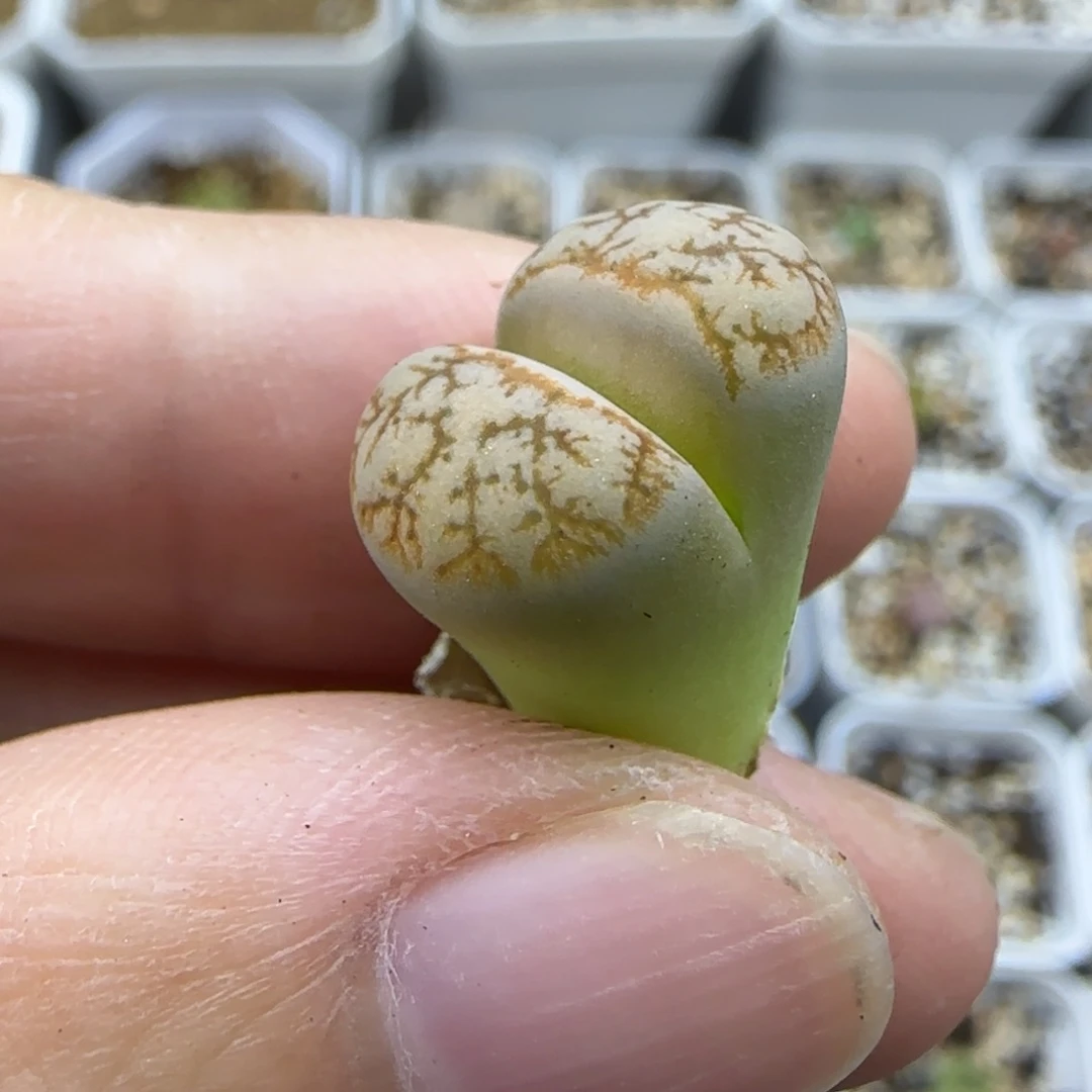 704稍有腿清框福利30包邮