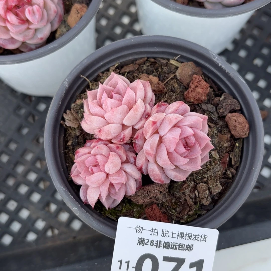 天鹅绒多肉多肉多肉