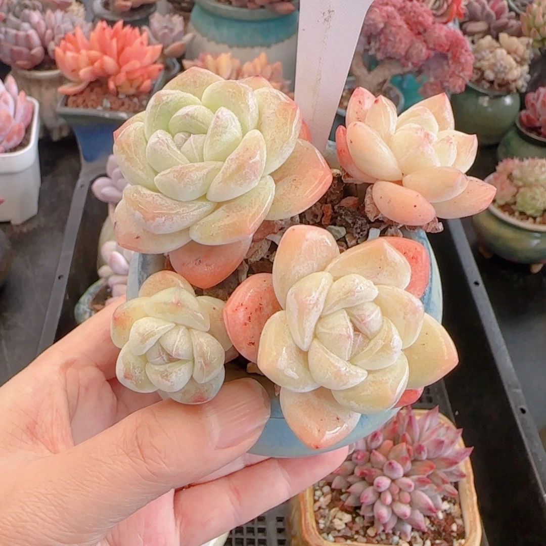 所****?多肉植物3059……………..