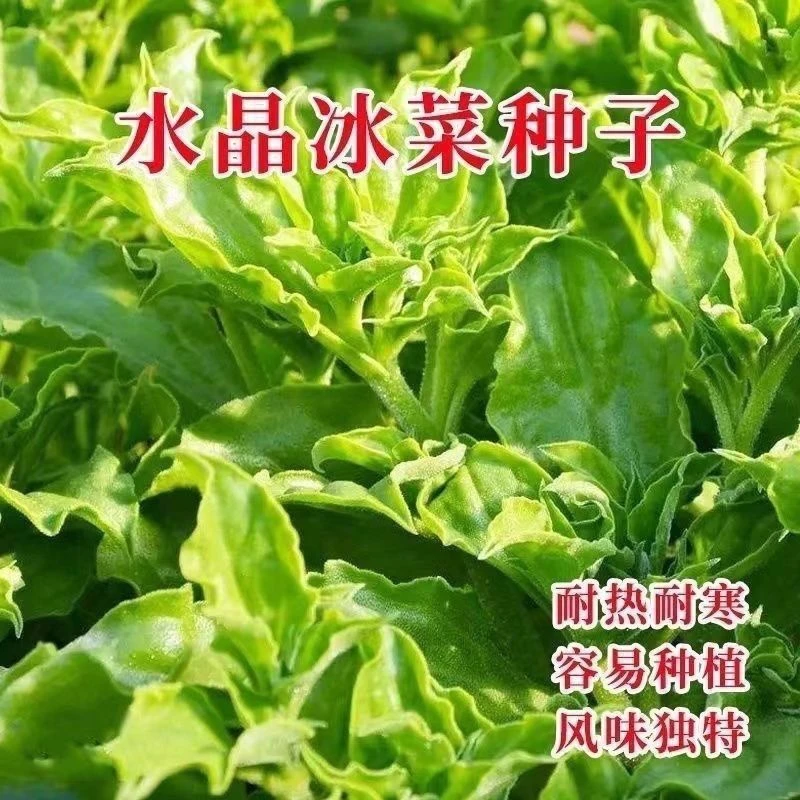 冰菜种子南方蔬菜四季种植长寿菜营养高钙冻不死易种高产冰草种籽