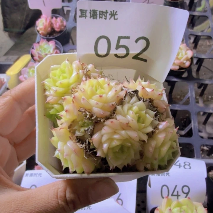 052.qwwwwwwwwwww