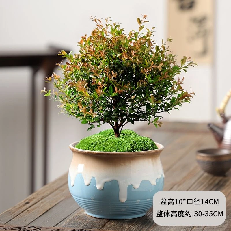 小叶赤楠