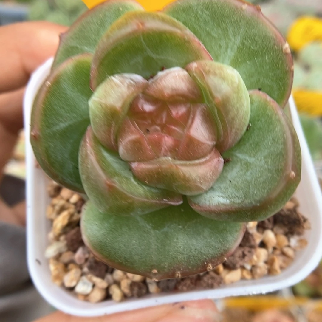 发***橙初雪珍妮可拍1681号。