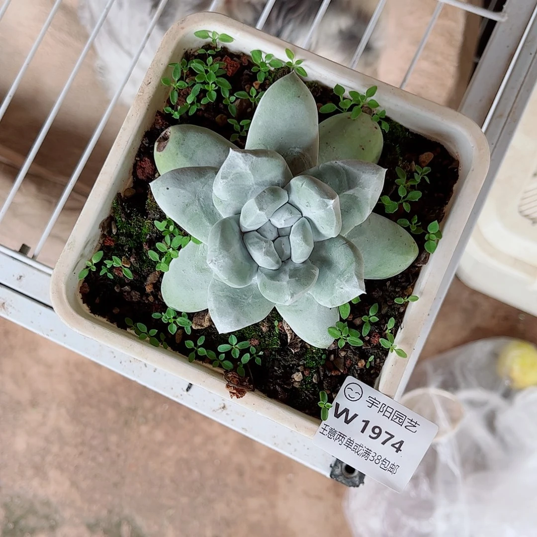 B****1974拇指仙女杯多肉