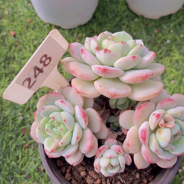 健健康康平平安安