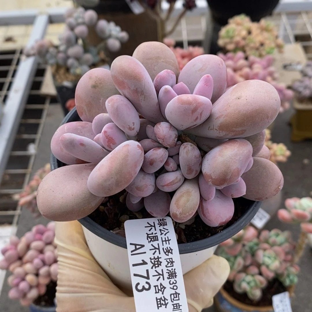 腰子桃蛋173:8c m