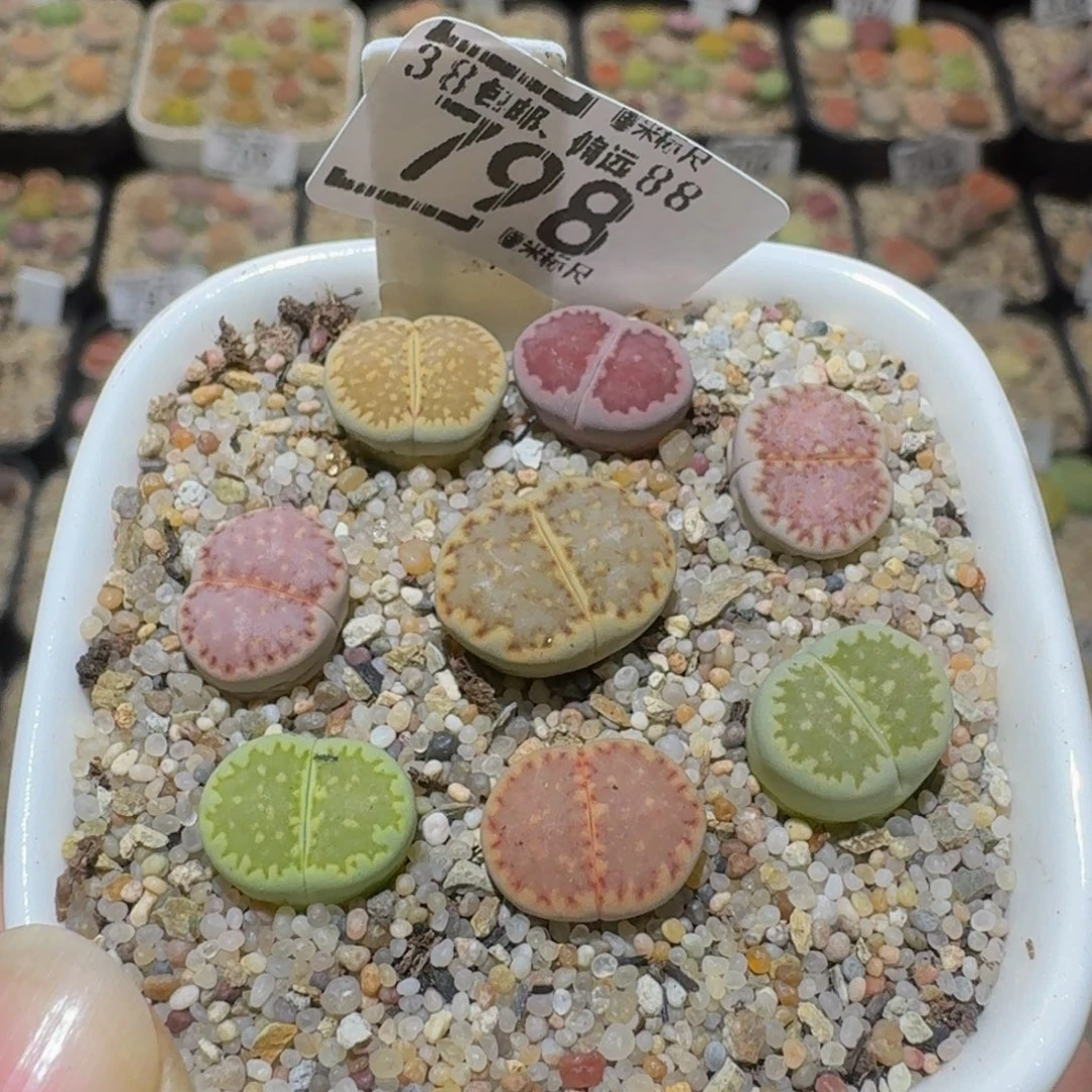 Ssss精品生石花798