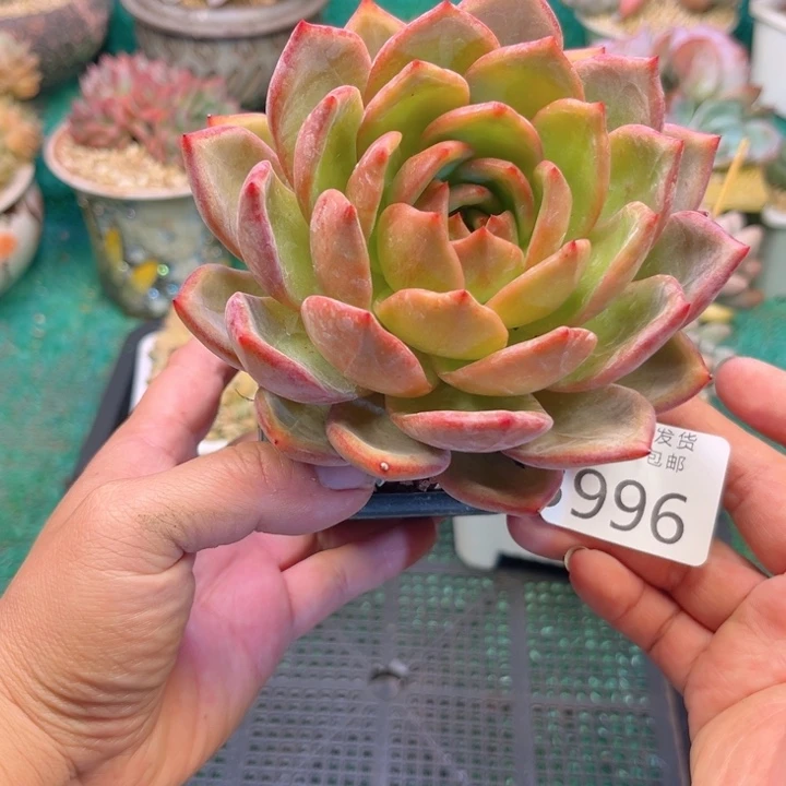 大3996，bzvxhvhhj