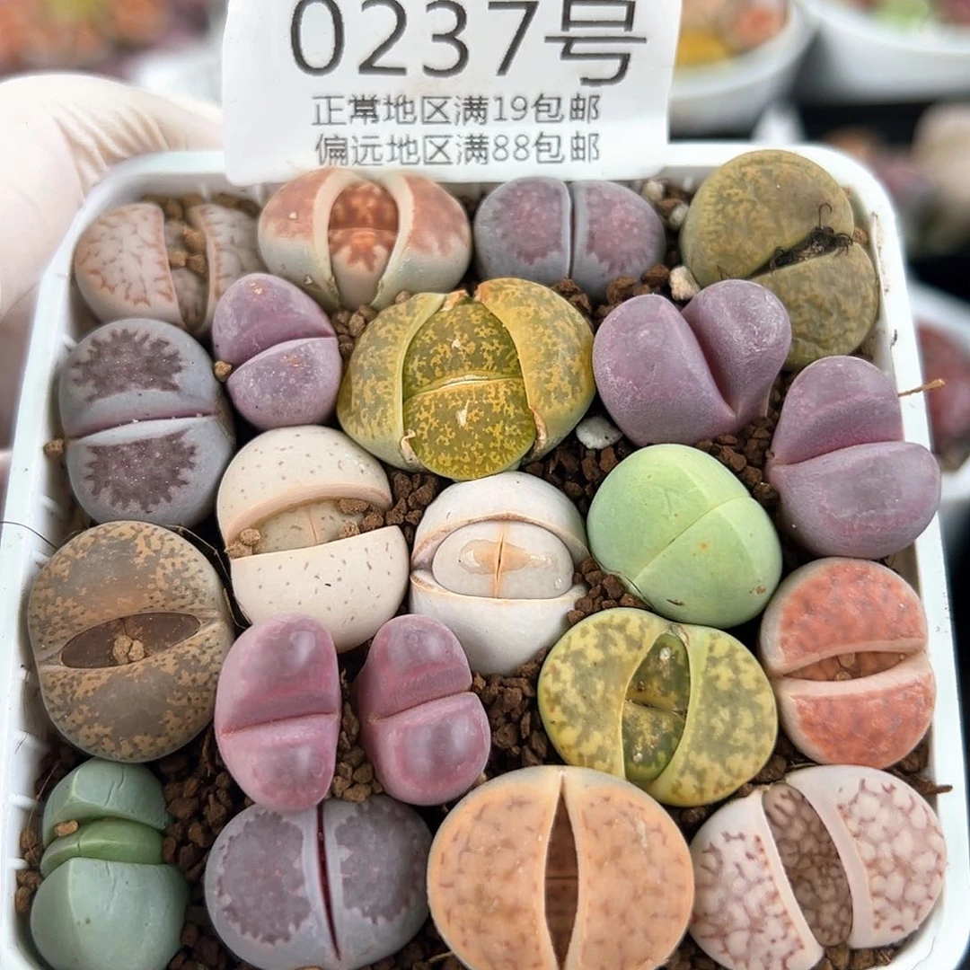 好养易活生石花大母本0237