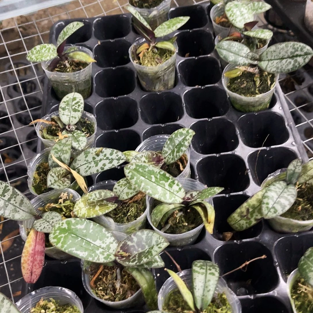 当前无花栽培后可以开花蝴蝶兰红花西1.7
