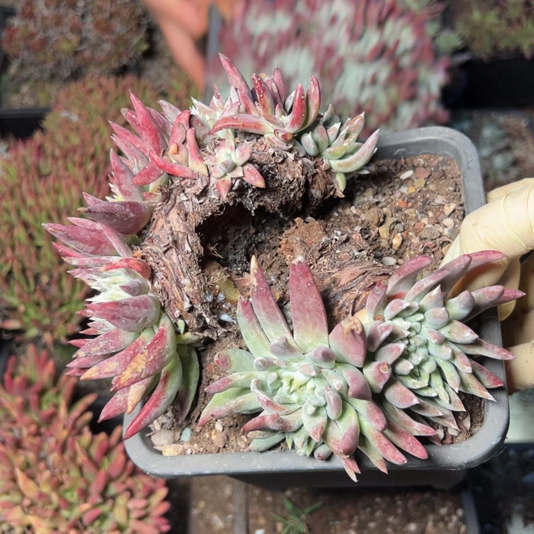 2756凑单哈哈哈哈哈哈哈哈