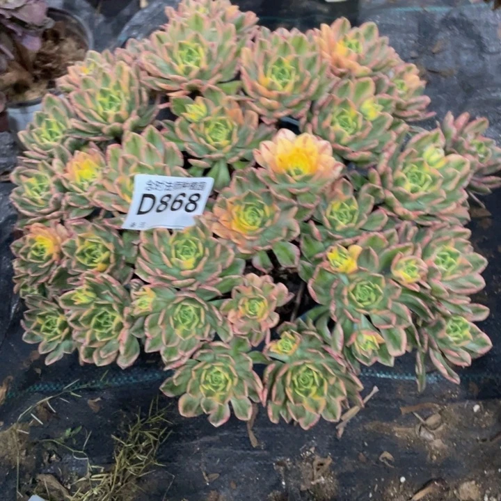 豆**爸868甜茶1111111多肉