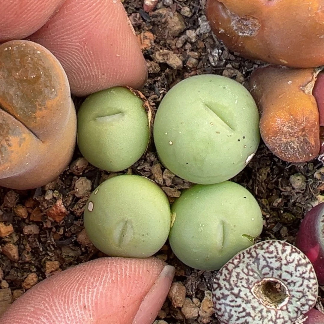 大g 多肉植物1111111111111