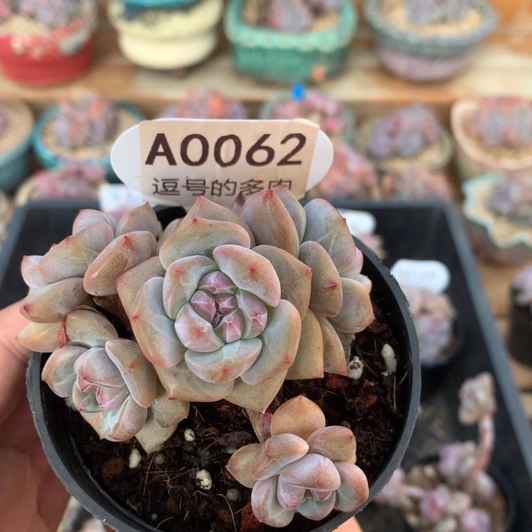 A0062 突尼斯 有砍 7.5cm