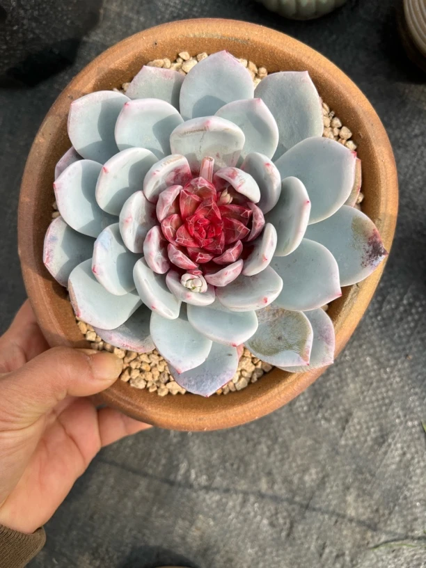 糖心嫦娥，单头冠幅12厘米左右（满19元包邮）