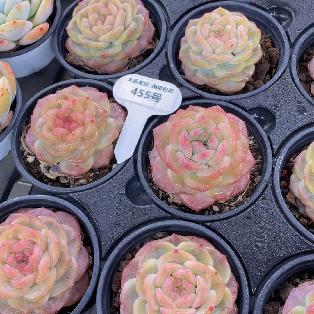 455号 珍妮冰透琥珀单头一个