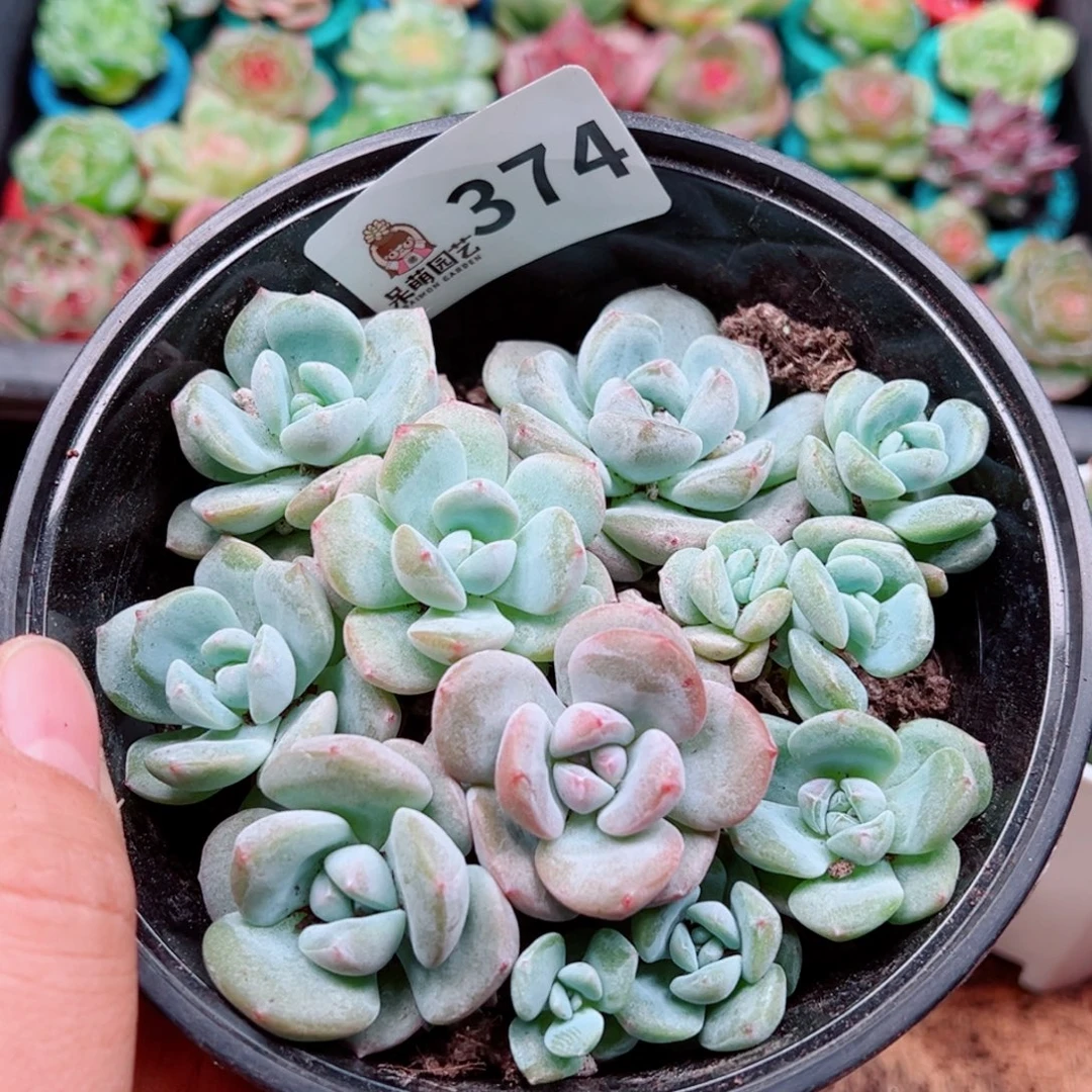 多肉植物多肉植物