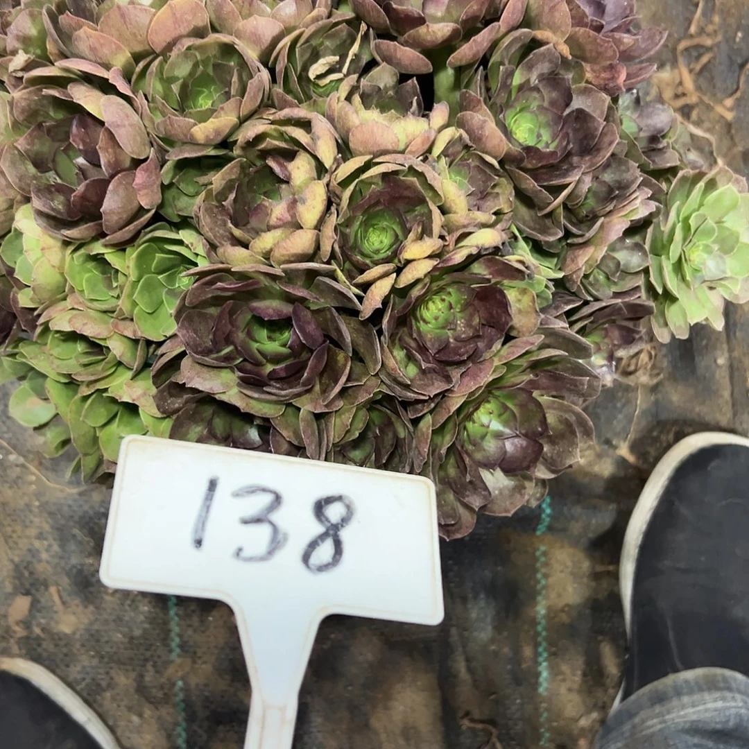 多肉植物紫罗兰法师138