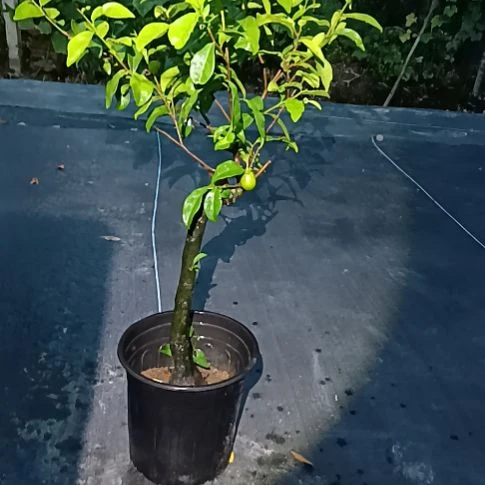 无花朵金弹子盆景园长