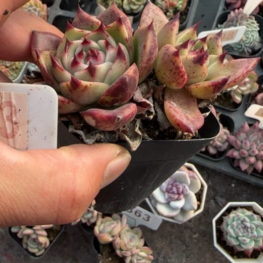 183蓝龙多肉植物多